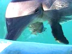 Elele and Hiapo Saying Hi